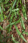 Smooth hawksbeard